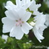 Malva moschata'Alba'