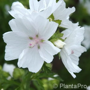 Malva moschata'Alba'