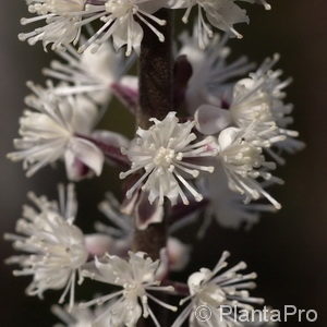 Cimicifuga / Actaea ramosa'Atropurpurea'