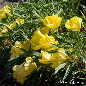 Oenothera missouriensis