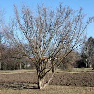 Cornus mas'Jolico'