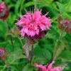 Monarda didymarosa