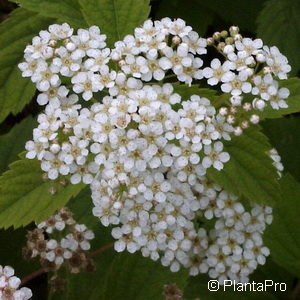 Spiraea decumbens