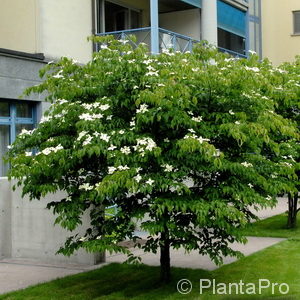 Cornus kousa