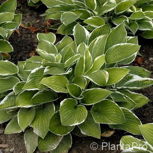 Hosta'Francee'