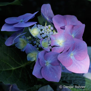 Hydrangea macrophyllaTeller blau