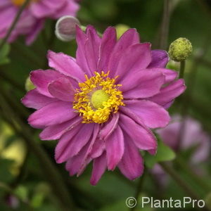 Anemone hybrida (x)'Pamina'