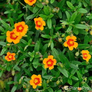 Helianthemum'Ben Heckla'