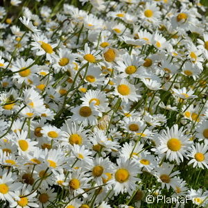 Leucanthemum (Superbum-Gruppe)weiss