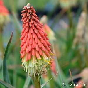 Kniphofia'Royal Standard'