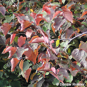 Cercis canadensis'Forest Pansy'