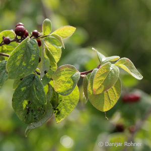 Lonicera xylosteum