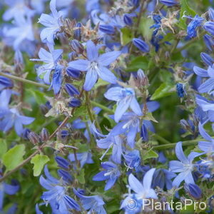 Campanula poscharskyana