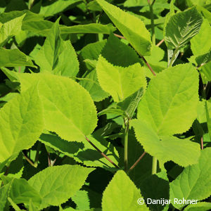 Hydrangea arborescens'Annabelle'