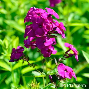 Phlox (Paniculata-Gruppe)'The King'