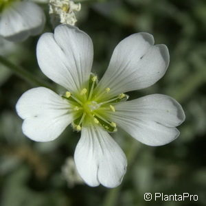 Cerastium tomentosum