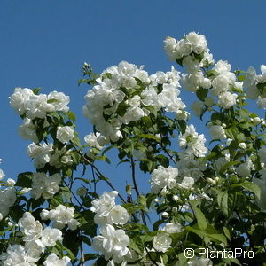 Philadelphus coronarius