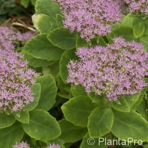 Sedum spectabile'Brillant'