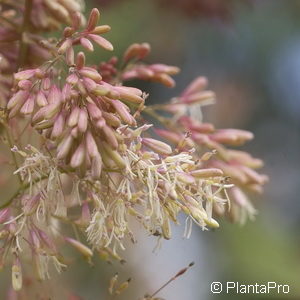 Macleaya cordata