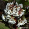 Bergenia'Silberlicht'