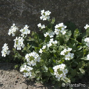 Arabis caucasicaweiss