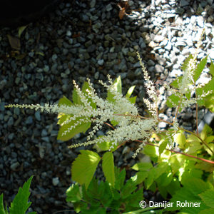 Aruncus dioicus