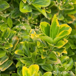 Euonymus japonicus'Aureomarginatus'