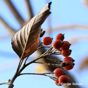 Sorbus aria