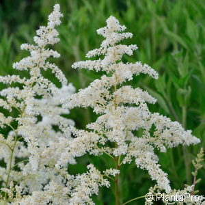 Astilbe (Arendsii-Gruppe)weiss