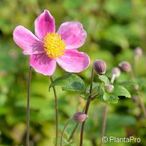 Anemone hupehensis'Splendens'