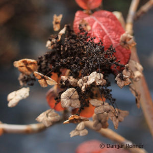 Hydrangea quercifolia