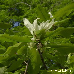 Magnolia tripetala