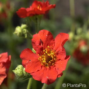 Geum chiloenserot