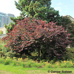 Cercis canadensis'Forest Pansy'