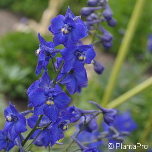 Delphinium (Belladonna-Gruppe)'Atlantis'