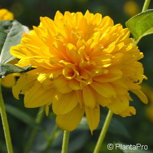 Helianthus decapetalus'Soleil d'Or'