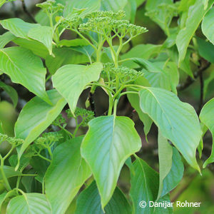 Cornus controversa