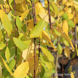 Salix caprea'Kilmarnock'