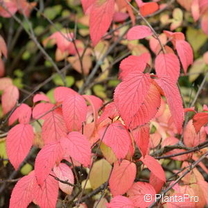 Viburnum plicatum'Grandiflorum'