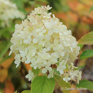 Hydrangea paniculata'Lime Light'