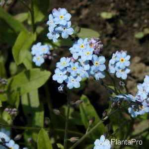 Myosotis palustris