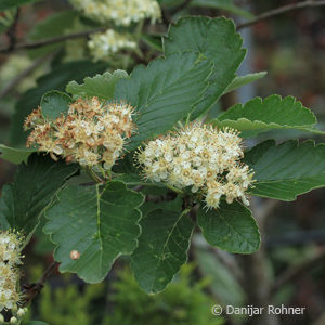 Sorbus intermedia