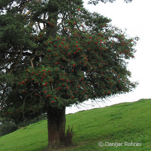 Sorbus aucuparia