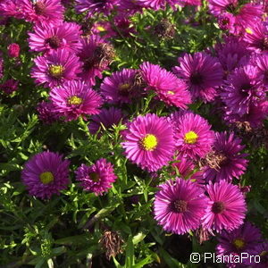 Aster (Dumosus-Gruppe)rot