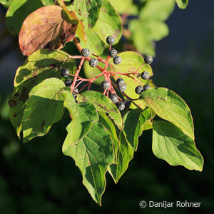 Cornus sanguinea