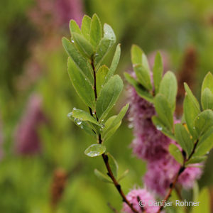 Spiraea billiardii (x)'Triumphans'