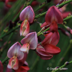 Cytisus praecox (x)'Hollandia'