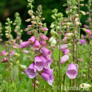 Digitalis purpurea