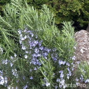 Rosmarinus officinalis'Blaue Lippe'