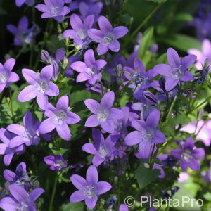 Campanula portenschlagiana